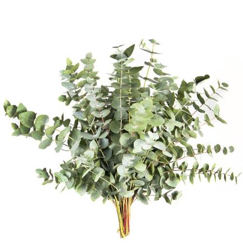 Eucalyptus per bos cinerea