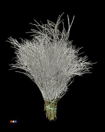 Vaccinium kleurbehandeld H%