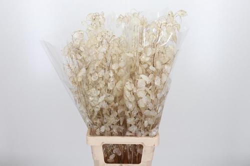 Lunaria annua (groene penning)