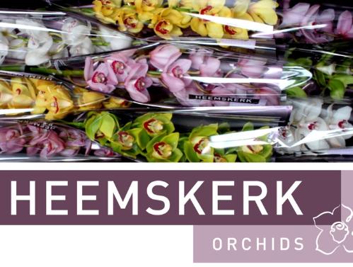 Cymbidium grootbloemig per tak gemengd