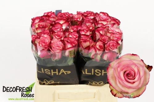 Rosa grootbloemig Paloma