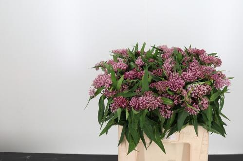 Asclepias incarnata 'Soulmate'