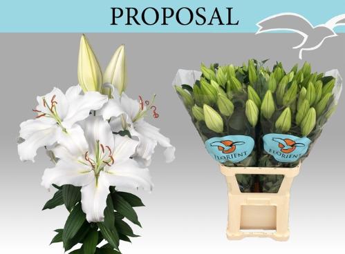 Lilium (Oriental Grp) 'Proposal'