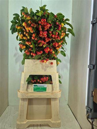 Siervruchten per tak Malus 'Red Sentinel'