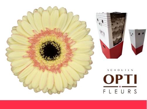 Gerbera grootbloemig 'Cartizze'