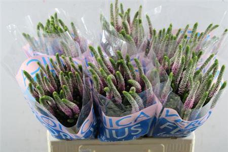Veronica Clea Roswitha
