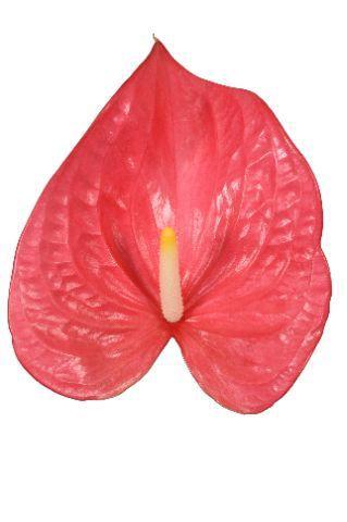 Anthurium (Andreanum Grp) Maine