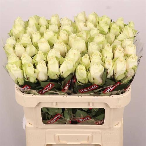 Rosa grootbloemig Athena