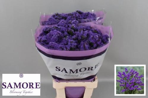 Limonium sinuatum Acqua Sun Birds