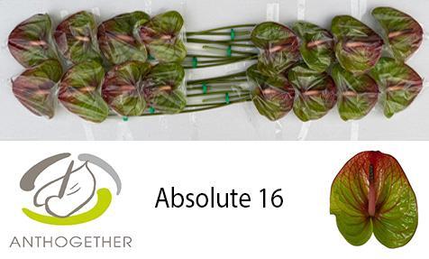 Anthurium (Andreanum Grp) Absolute