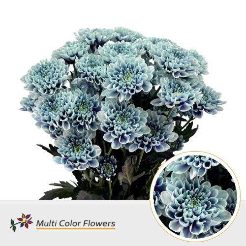 Chrysanthemum Indicum Grp tros kas kleurbehandeld H%