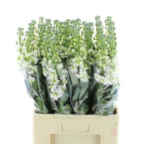 Matthiola incana StoX Silver