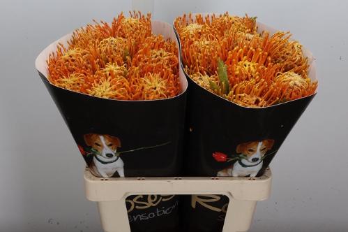 Leucospermum overig