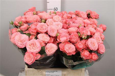 Rosa tros First Date