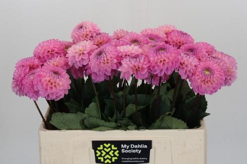 Dahlia Ball Grp 'Wizard of Oz'