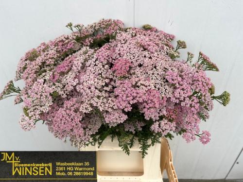 Achillea 'Pink Lady'