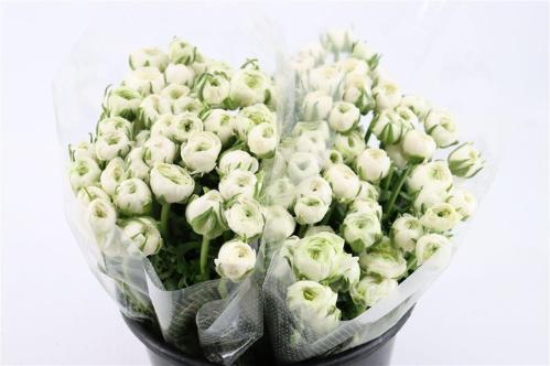 Ranunculus asiaticus 'Elegance White'