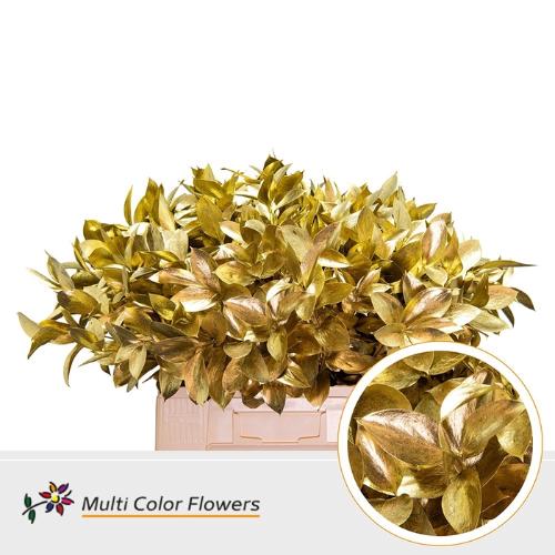 Ruscus kleurbehandeld H%