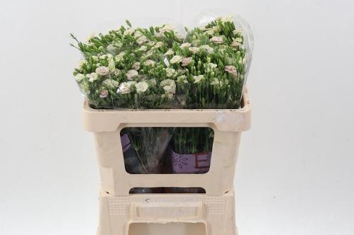 Dianthus 'Raffine Elea'