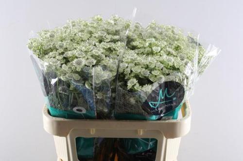 Astrantia major 'Million Stars'