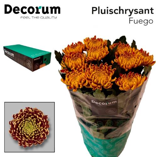 Chrysanthemum Indicum Grp geplozen kas 'Fuego'
