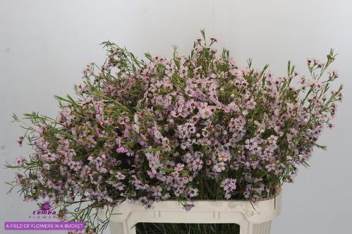 Chamelaucium uncinatum Sexy Bloom