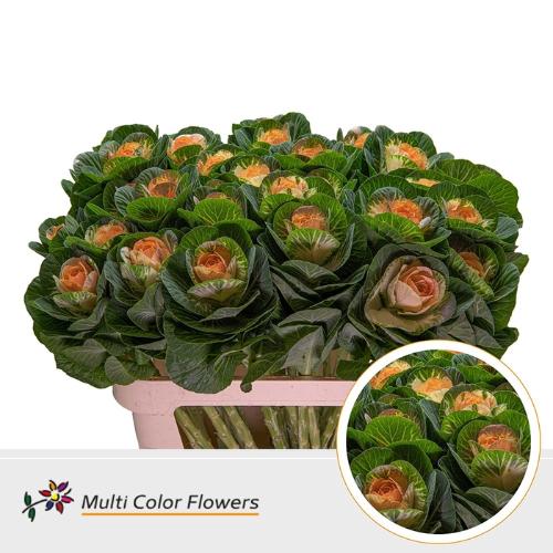 Brassica oleracea kleurbehandeld H%