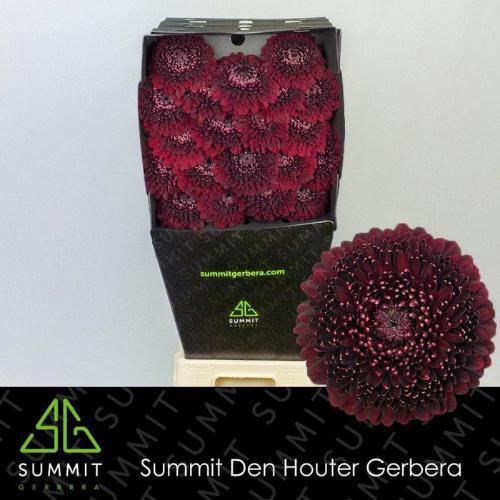 Gerbera Pomponi Black Pearl