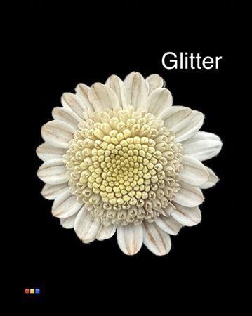 Chrysanthemum Indicum Grp tros kas kleurbehandeld H%