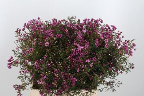 Chamelaucium uncinatum 'Grand Jupiter'