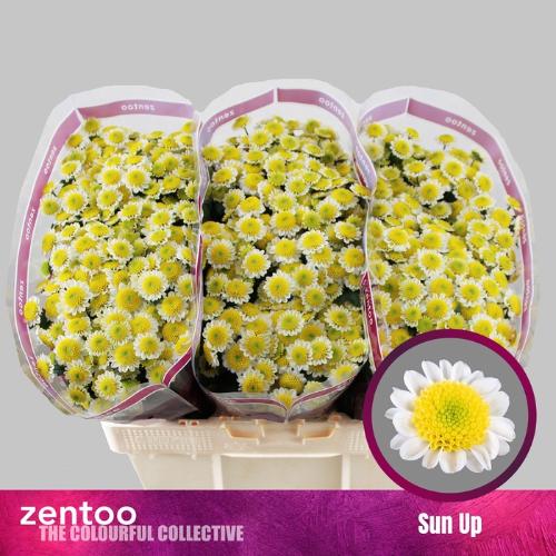 Chrysanthemum Indicum Grp tros santini 'Sun Up'