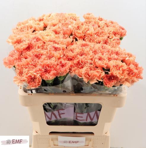 Dianthus standaard 'Megan'