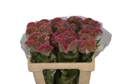 Celosia argentea (Cristata Grp) 'Reprise Rose'