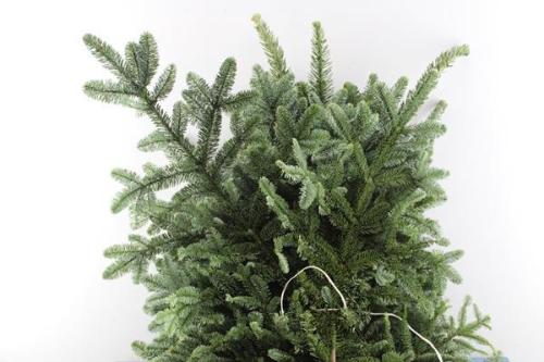 Abies procera Nobilis Blauw per kilo