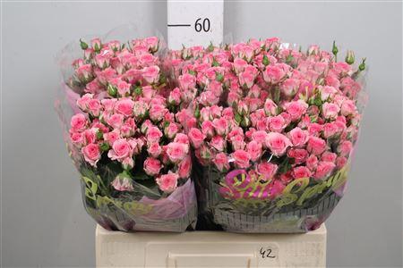 Rosa tros Tralala