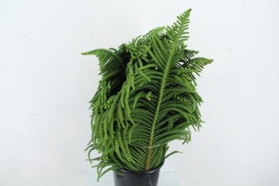 Araucaria araucana (decor)