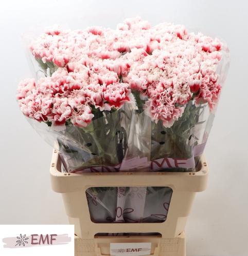 Dianthus standaard 'Kirk'