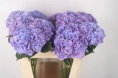 Hydrangea macrophylla Cassanova