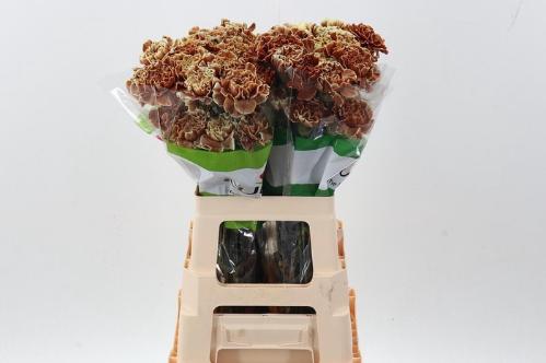 Dianthus standaard kleurbehandeld H%