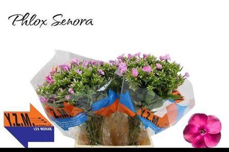 Phlox Paniculata Grp 'Cenura'