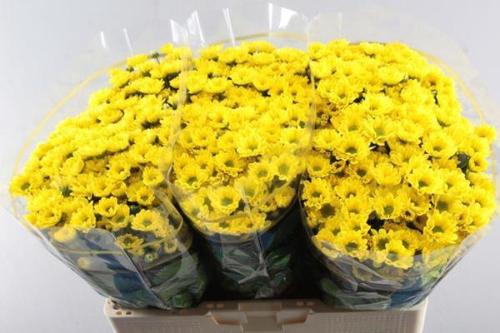 Chrysanthemum Indicum Grp tros santini 'Rossi Sunny'