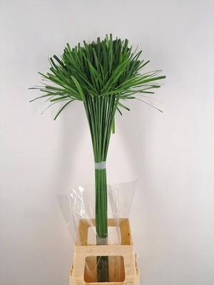Cyperus glaber