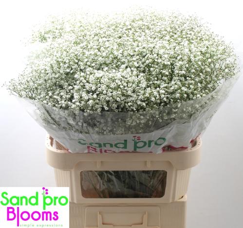 Gypsophila paniculata Zinzi Discovery