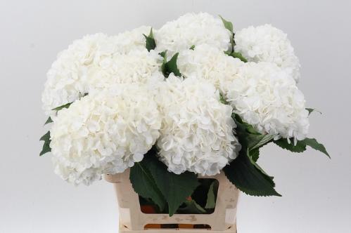 Hydrangea macrophylla 'Cannonball'