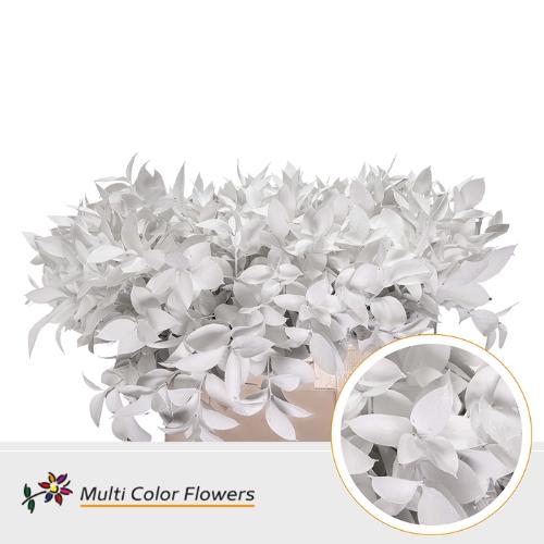 Ruscus kleurbehandeld H%