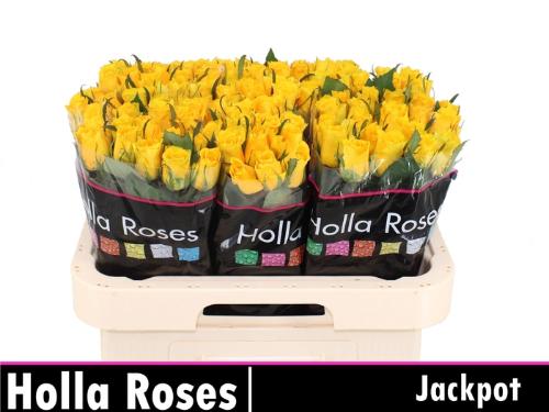 Rosa kleinbloemig Jackpot+