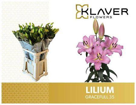 Lilium (OT-hybrids Grp) 'Gracefull'