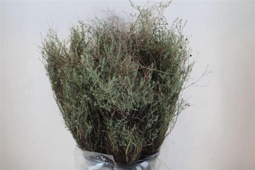 Thymus capitatus per bos