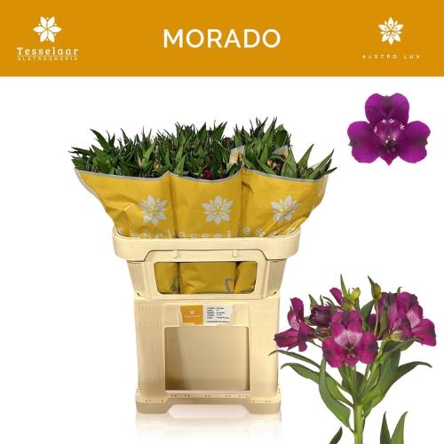 Alstroemeria Morado