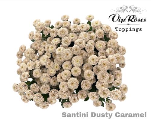 Chrysanthemum Indicum Grp tros santini kleurbehandeld H%